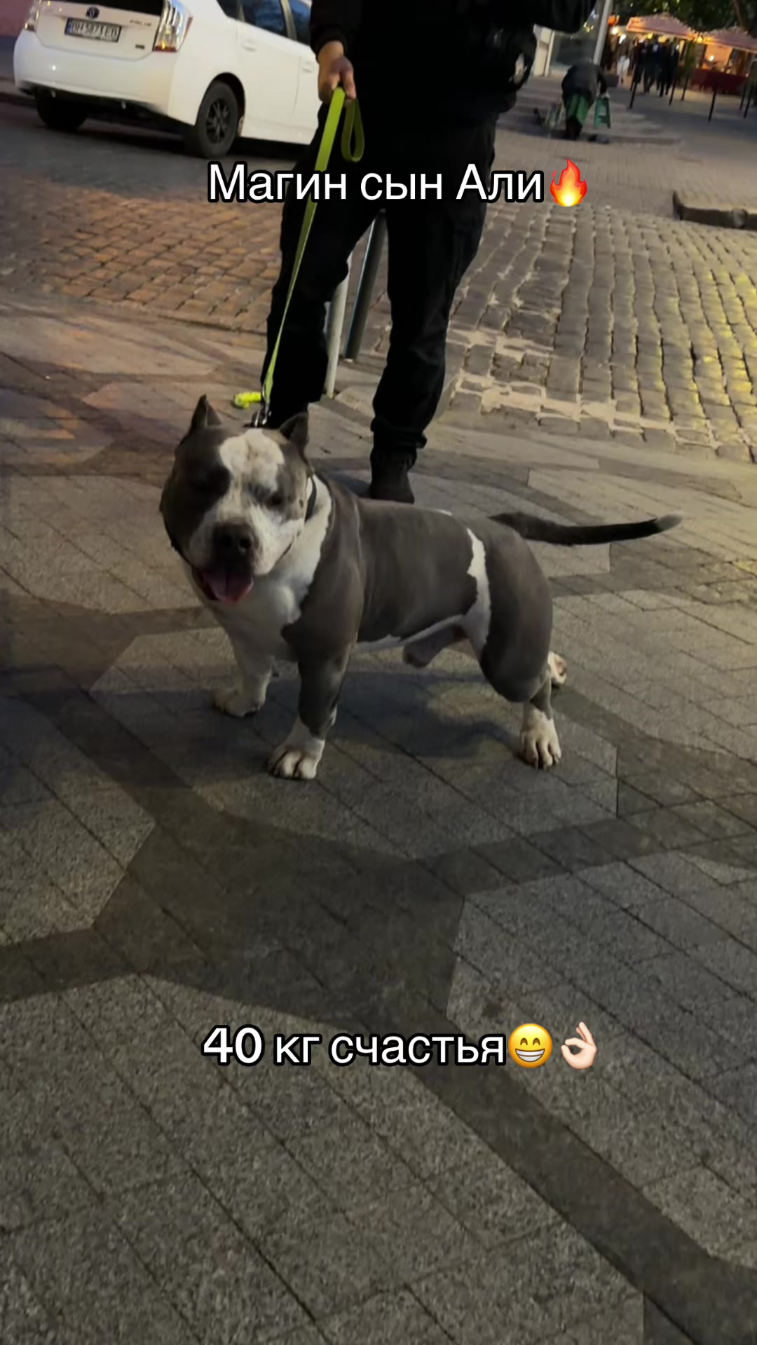 @Odessa Bully kennel