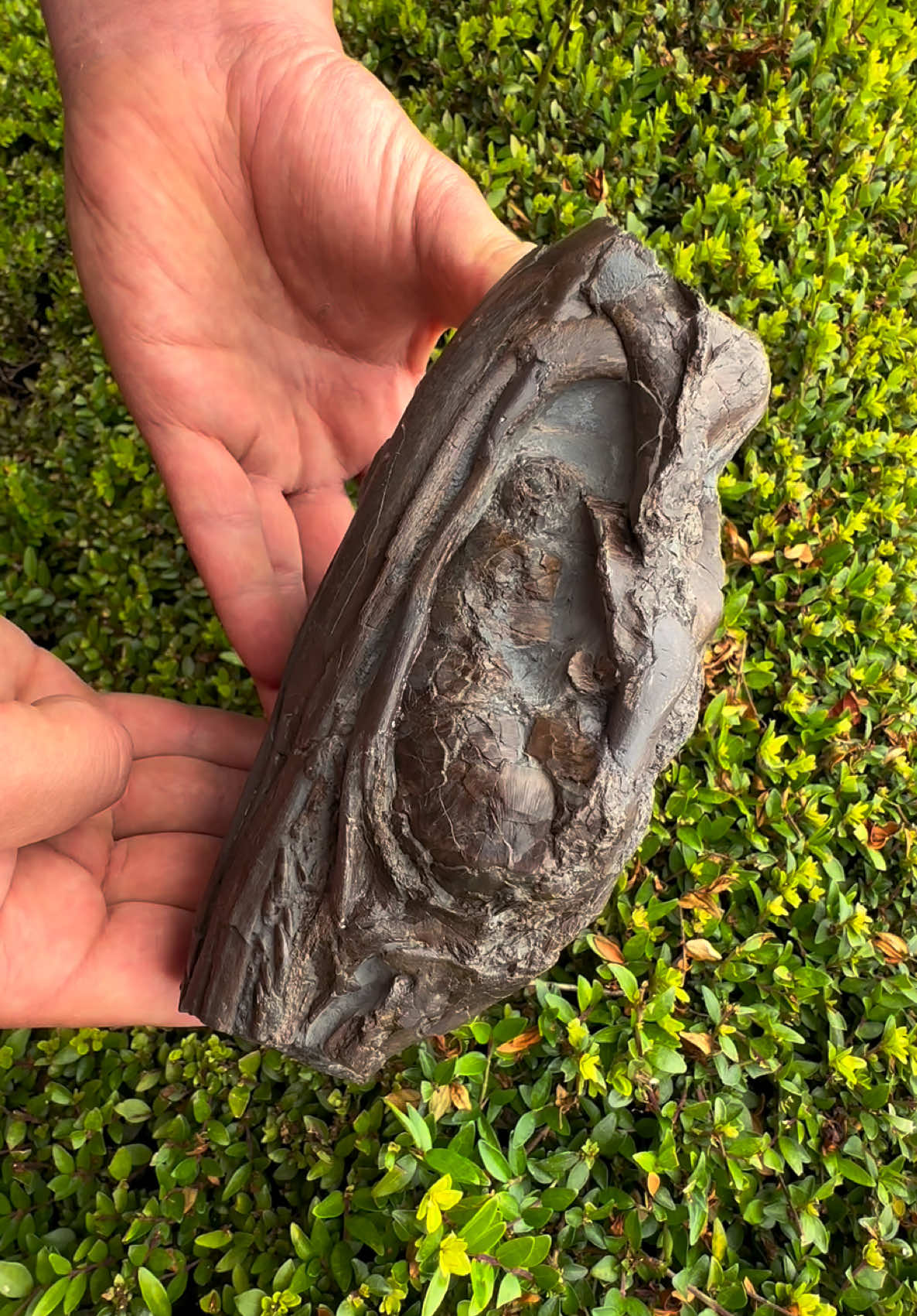 @yorkshire.fossils