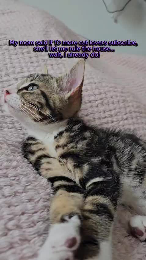 @paws.and.peace