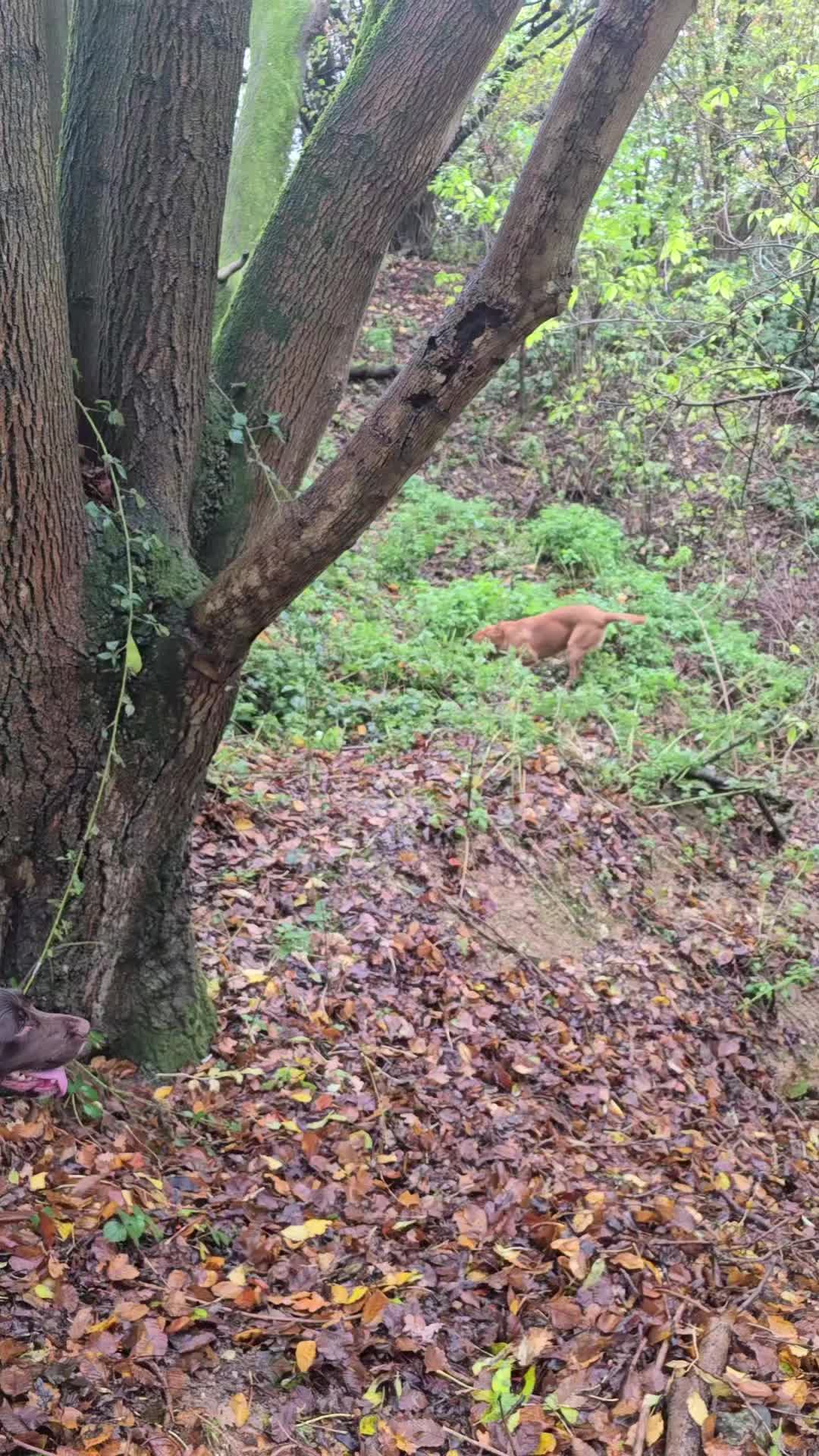 @MillHillGundogs