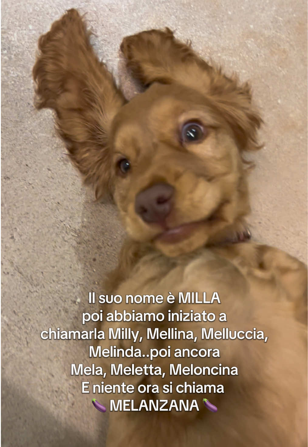 @Melissa Spagnardi
