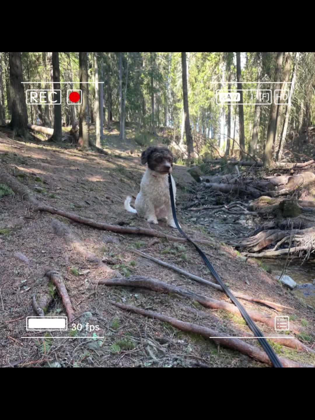 @🐾✨️mhdogs✨️🐾🇸🇪
