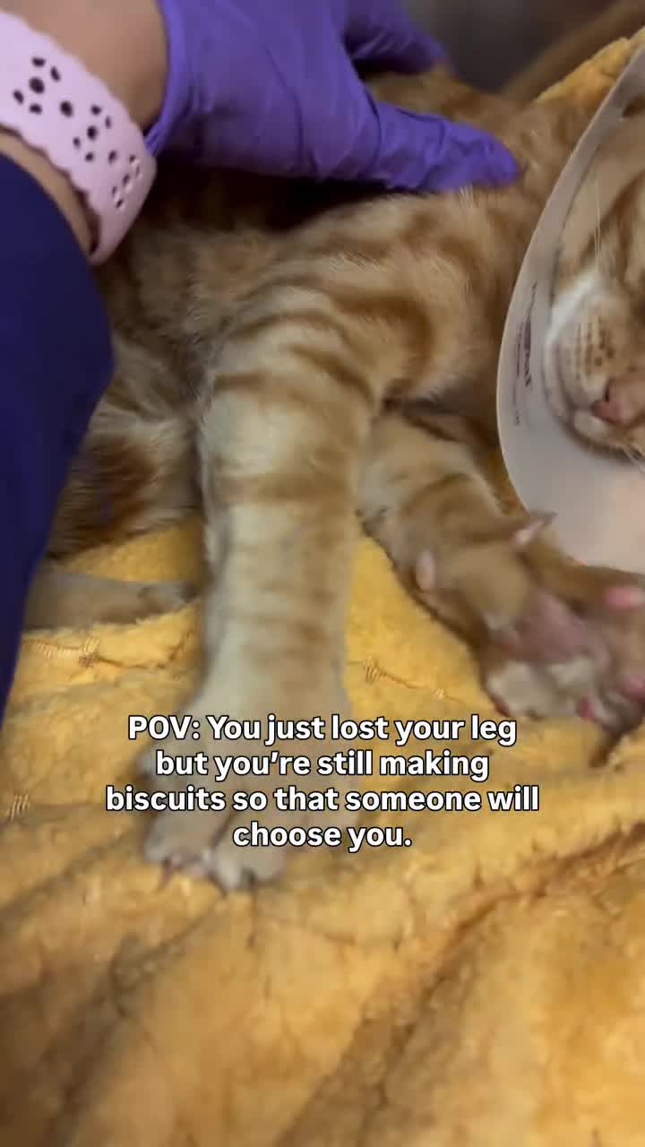 @love for all paws rescue