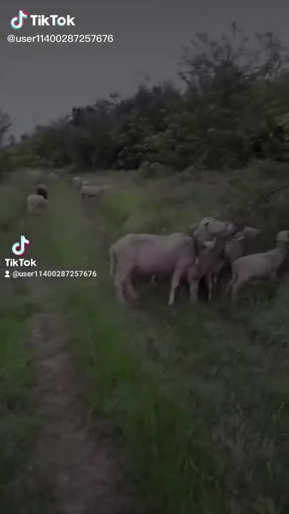 @zvezdata