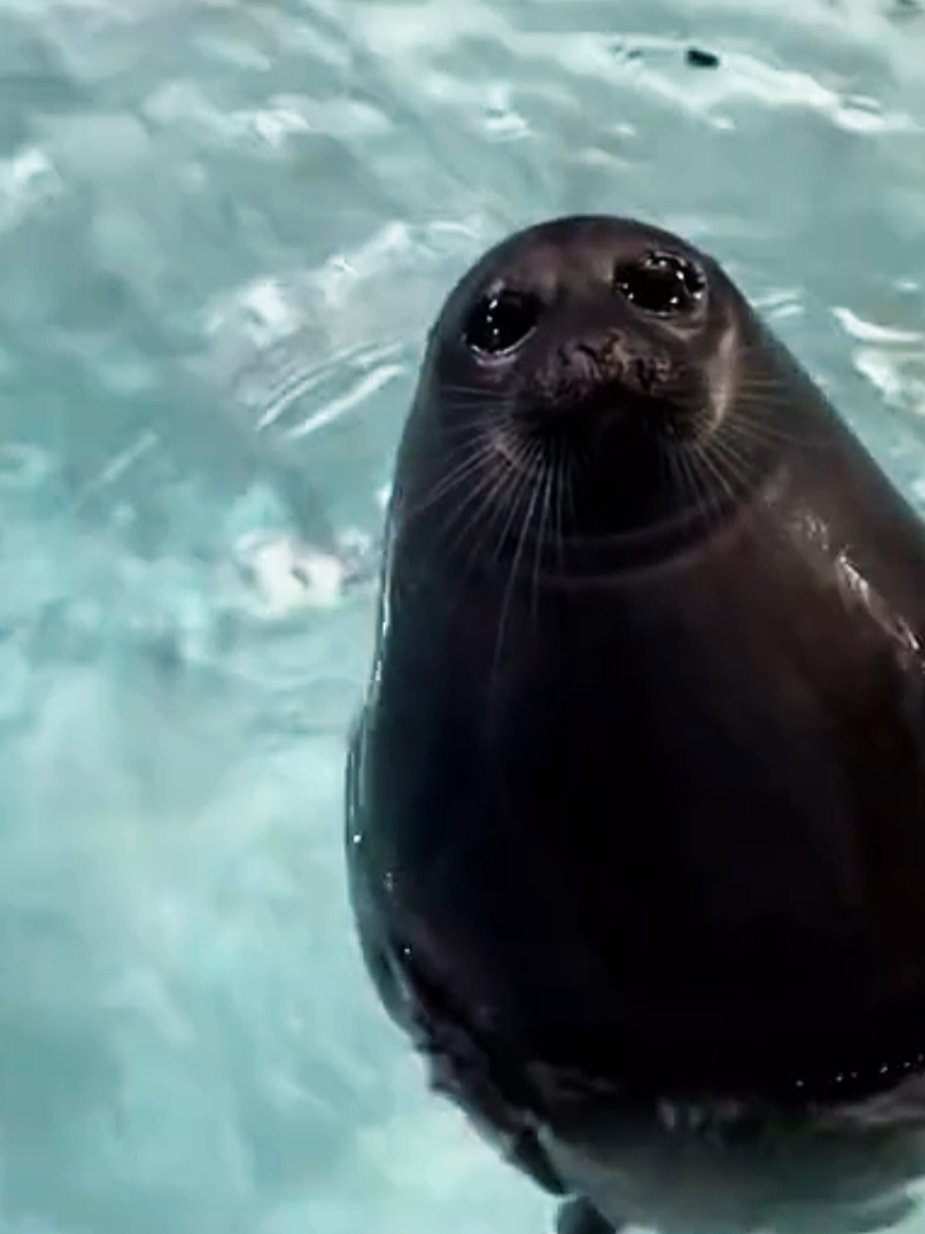 @🩷🎀 seal 🦭🩷