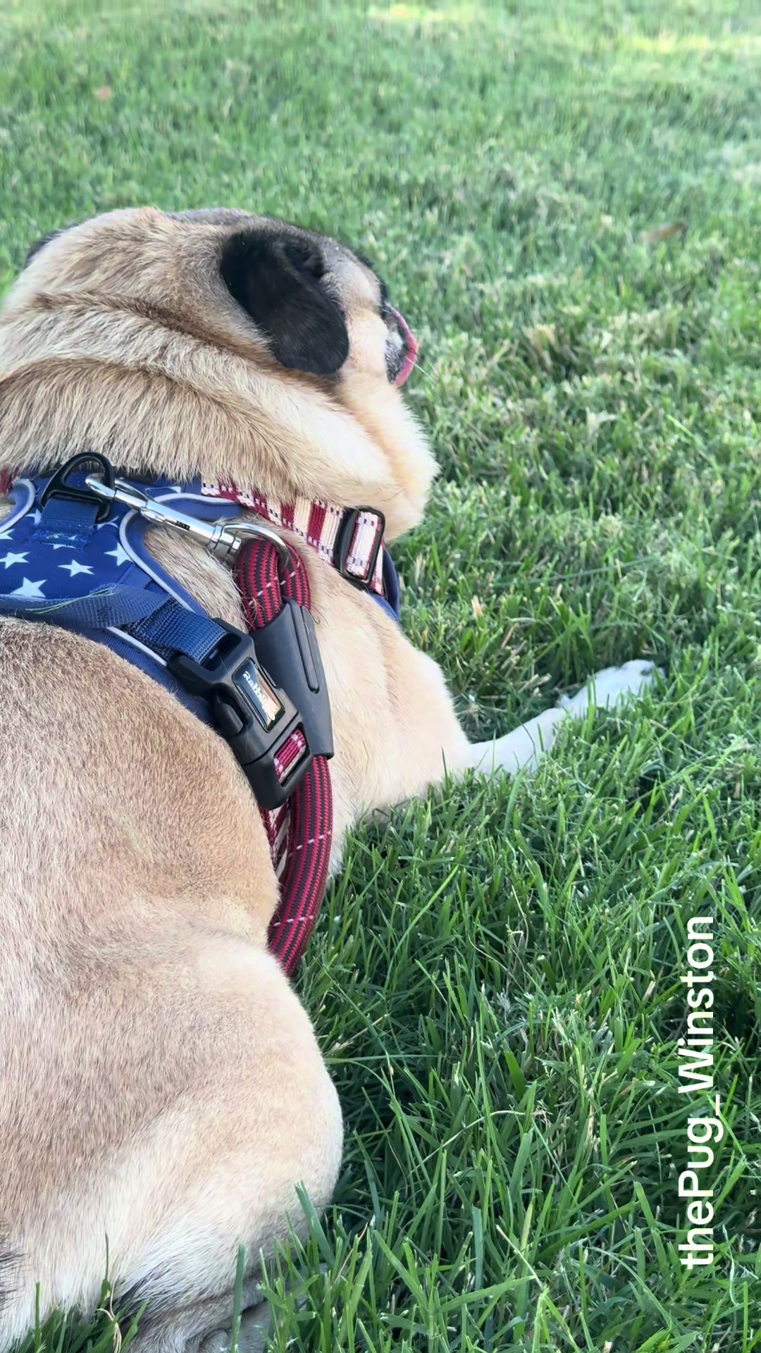 @Winston the Pug
