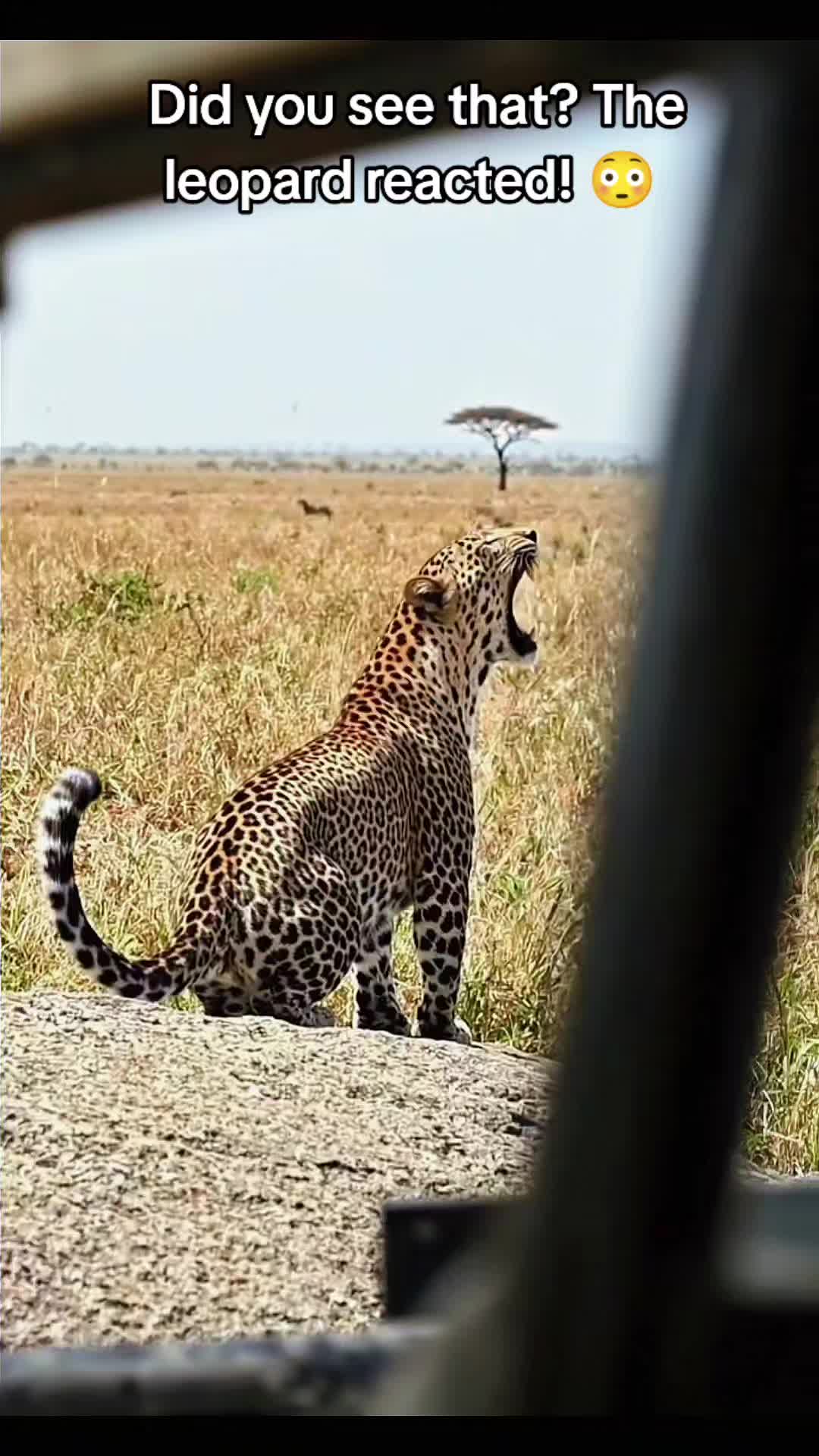 @SafariAnimalsHub
