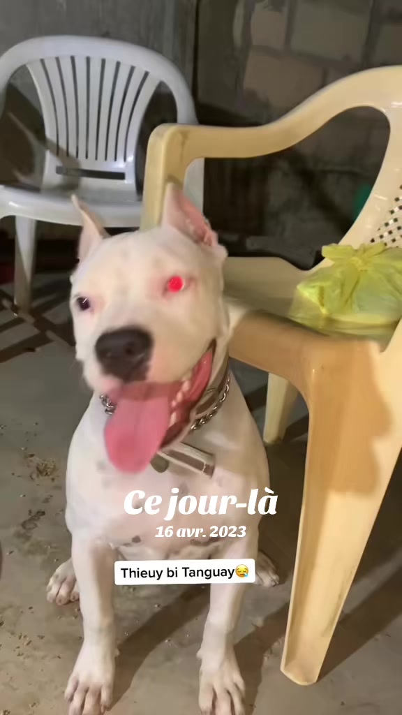@Momoparleauxchiens🇸🇳🇩🇪