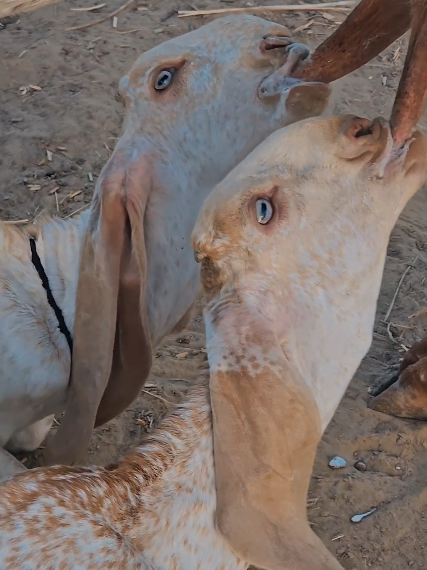 @《SIDHU}{GOAT}{FARM》