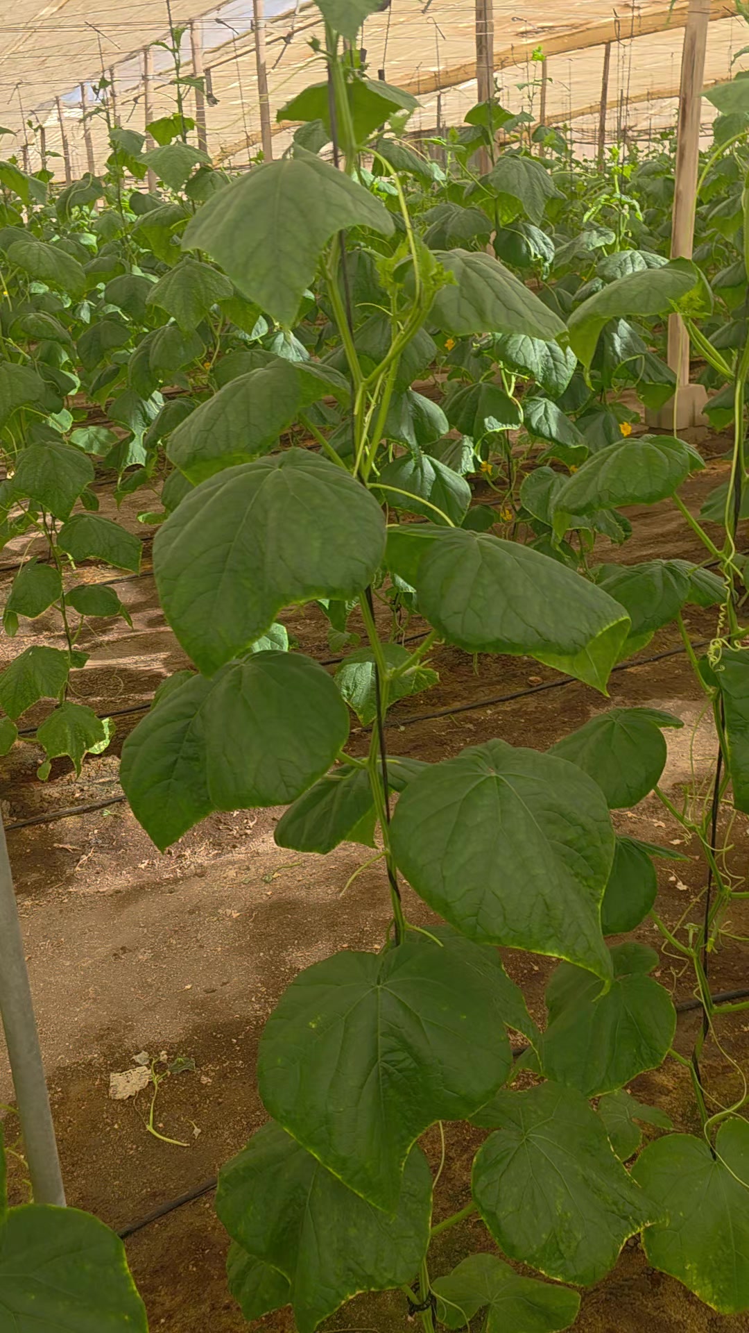 @El Extensionista del Agro