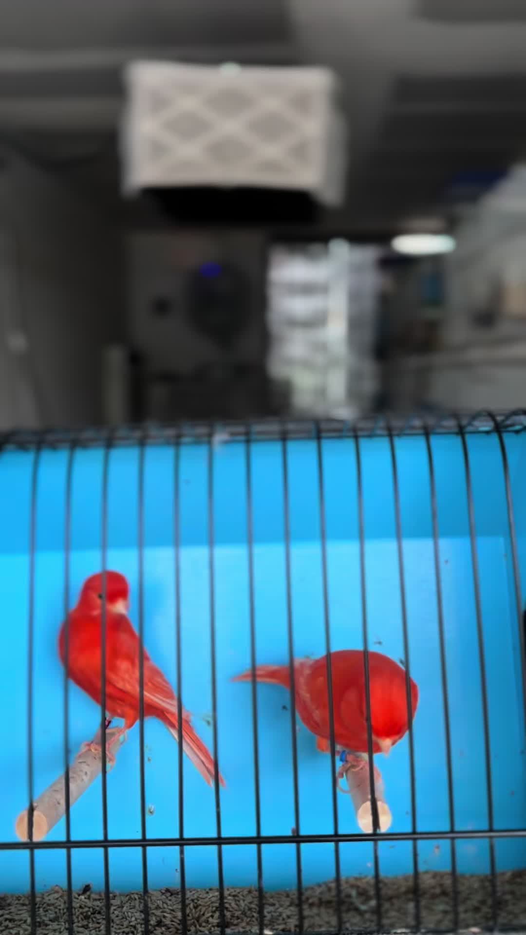 @AviarioUre&ntilde;a