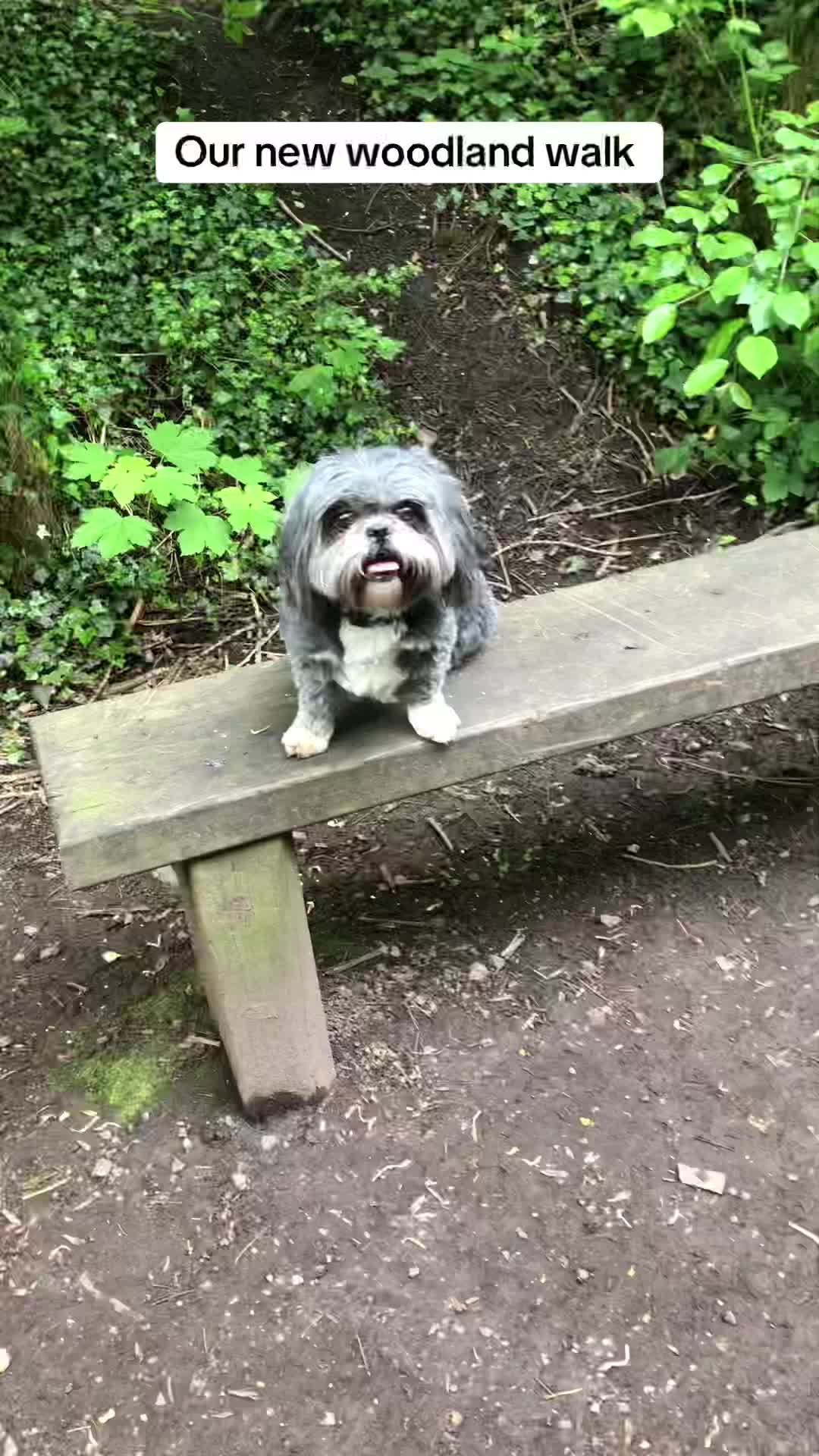 @Mimi the Shihtzu