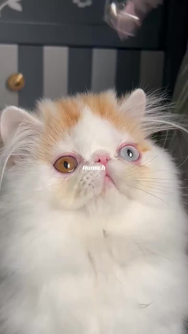 @_Humah_
