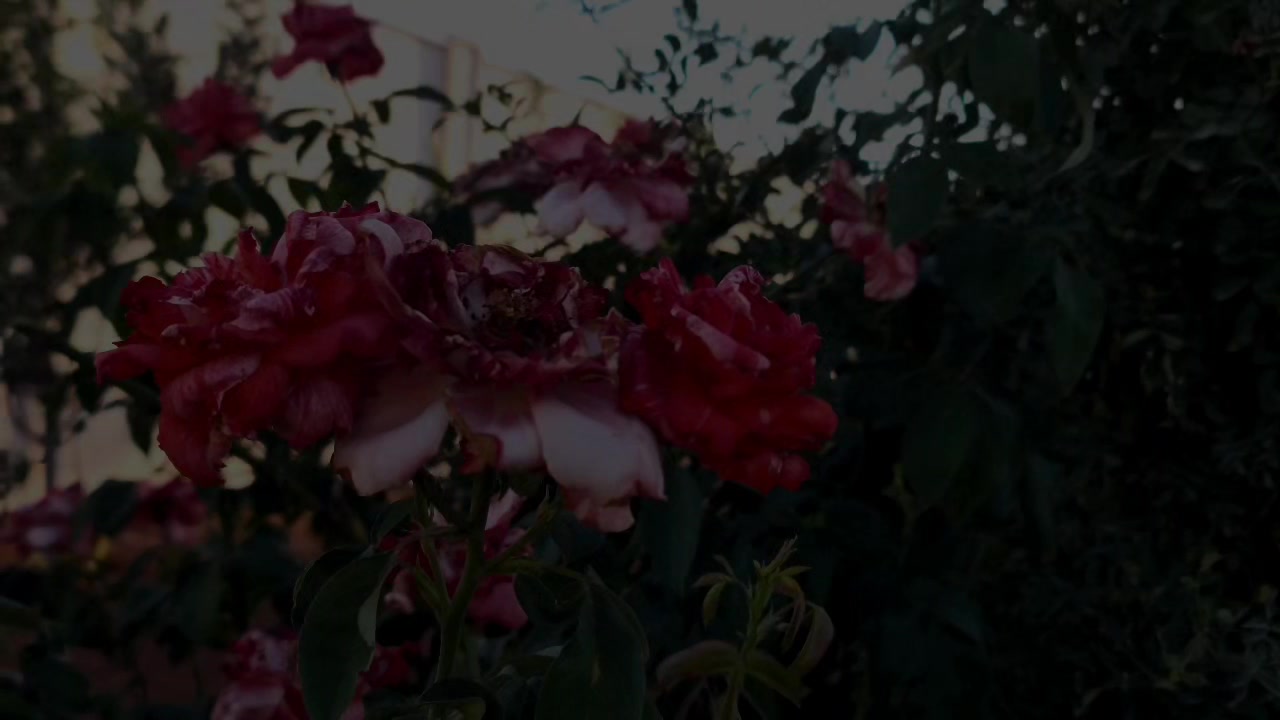 @𝓪𝓱𝓶𝓮𝓭 ¹⁸ 🦇