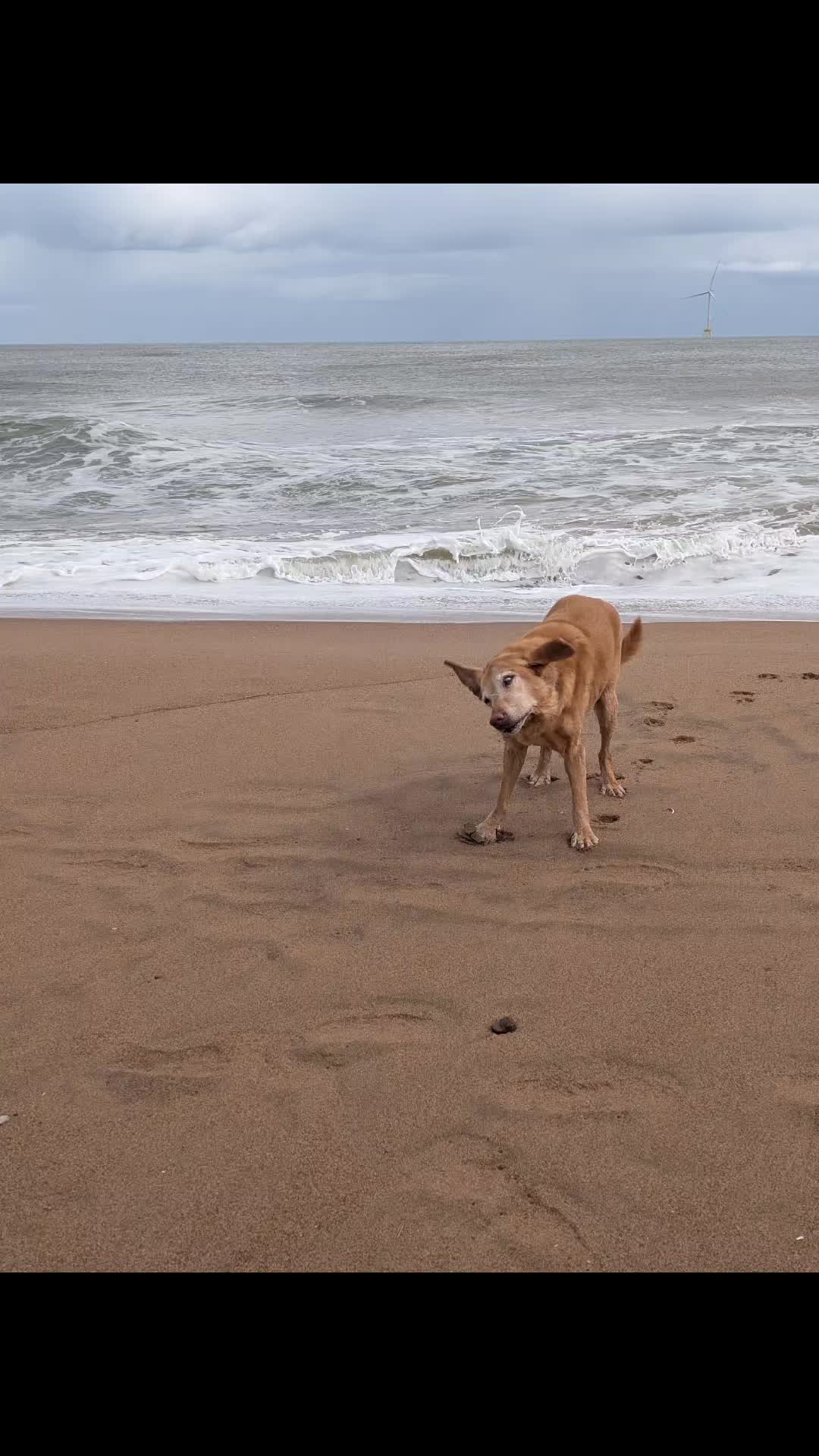 @Tracy's dog walking