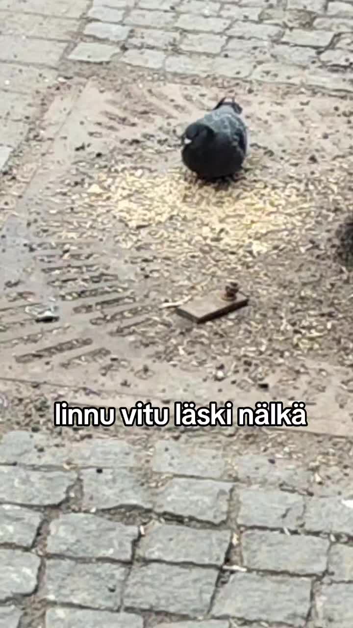 @V&auml;n&eacute;🐍🇫🇮