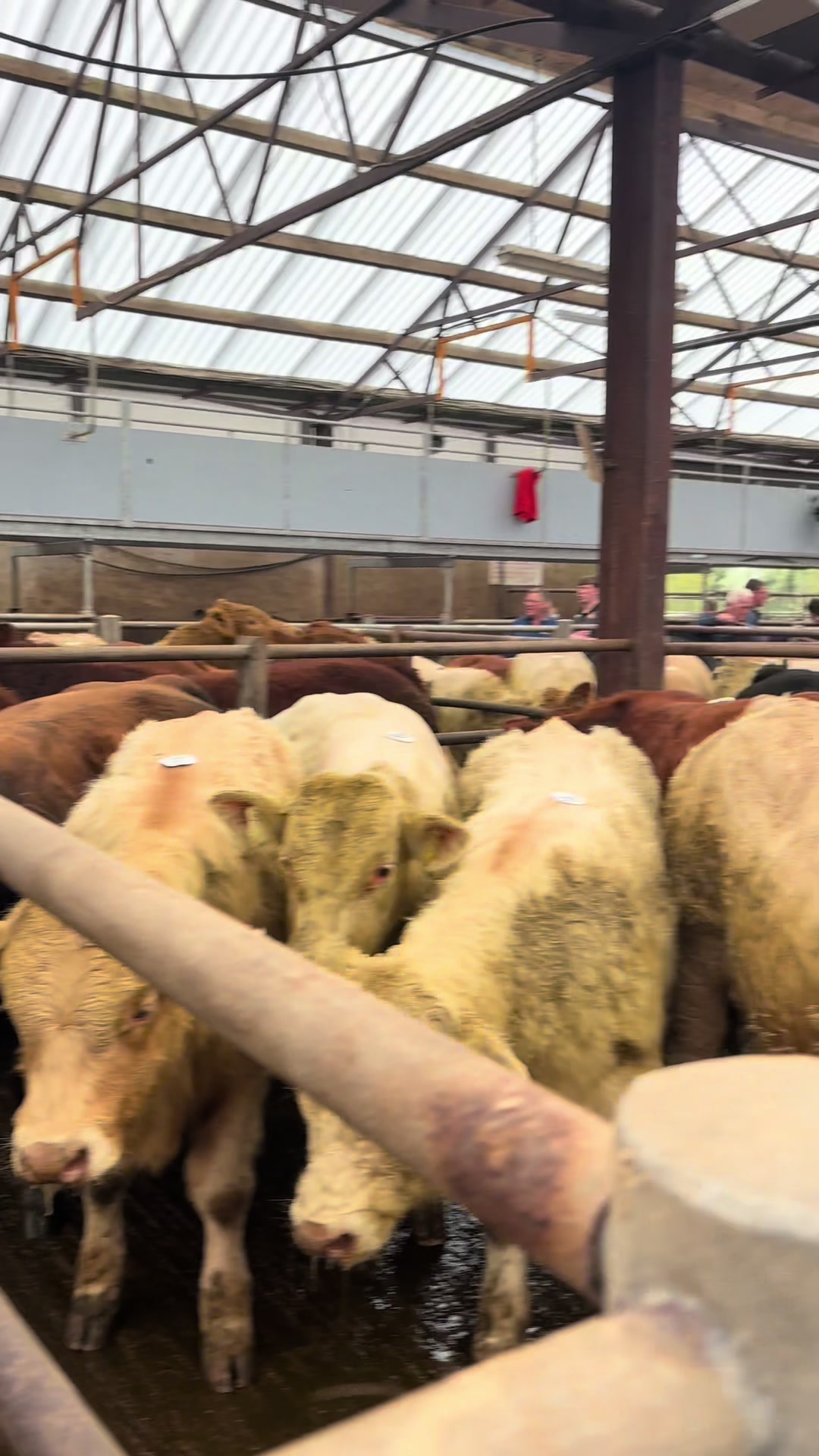 @Carrigallen_Mart