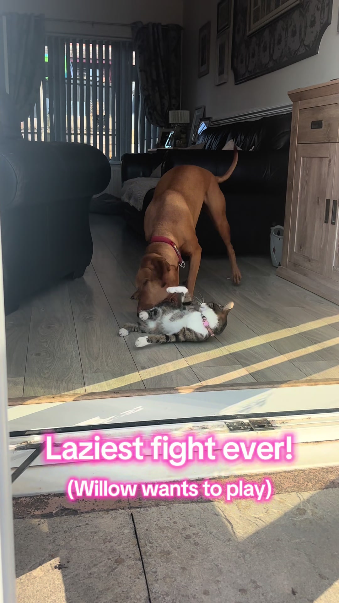 @SazandWillowVizsla