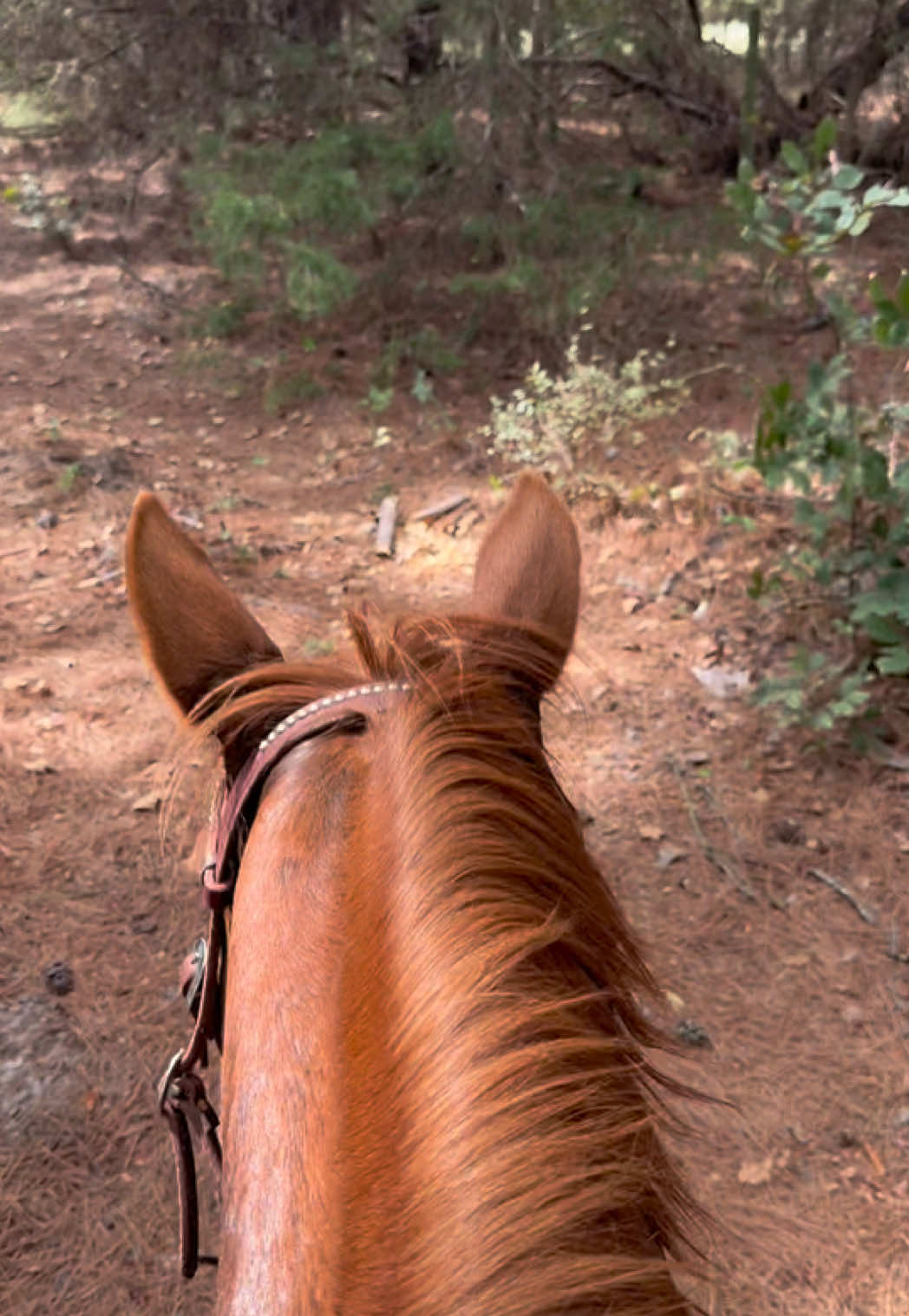 @Kjackson 🐴❤️