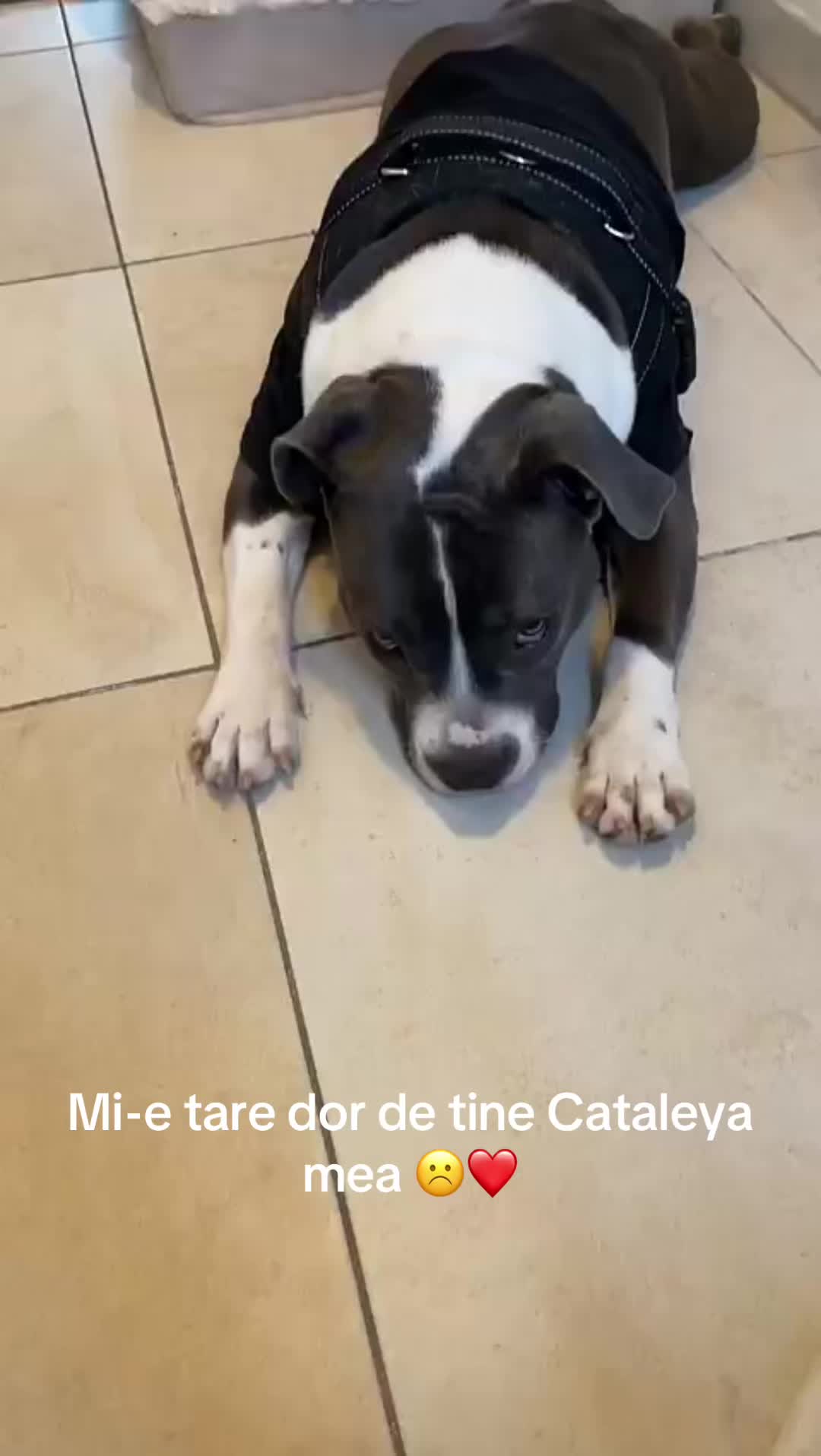 @Manuela Manu