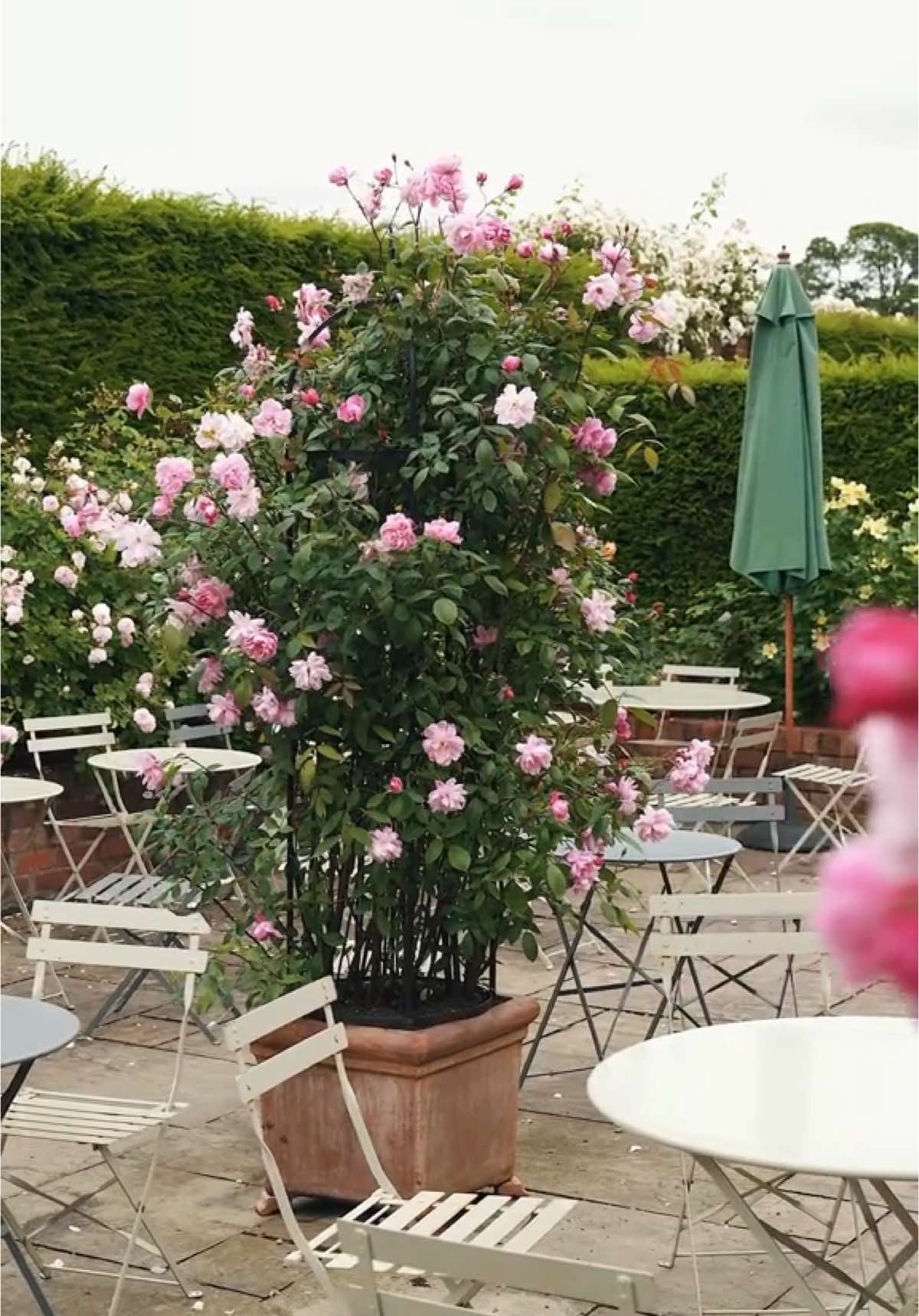 @David Austin Roses