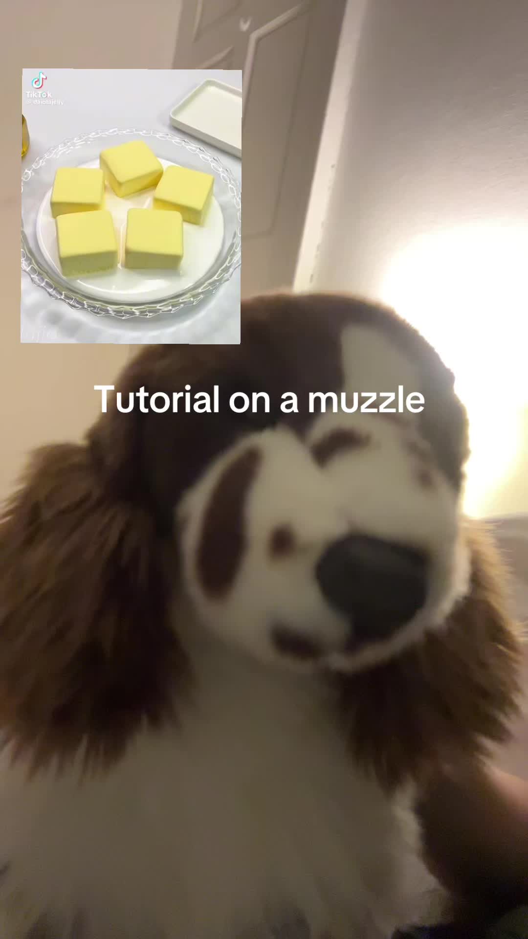 @bordercollieguy3
