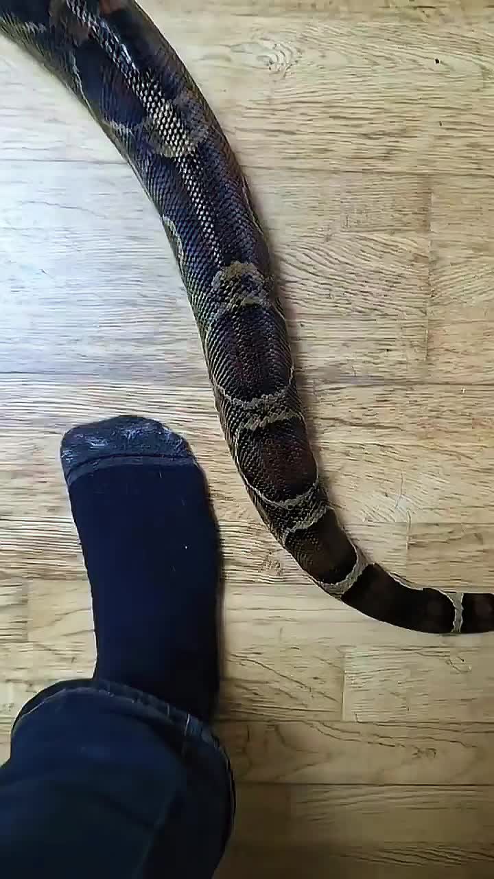 @T & N reptiles