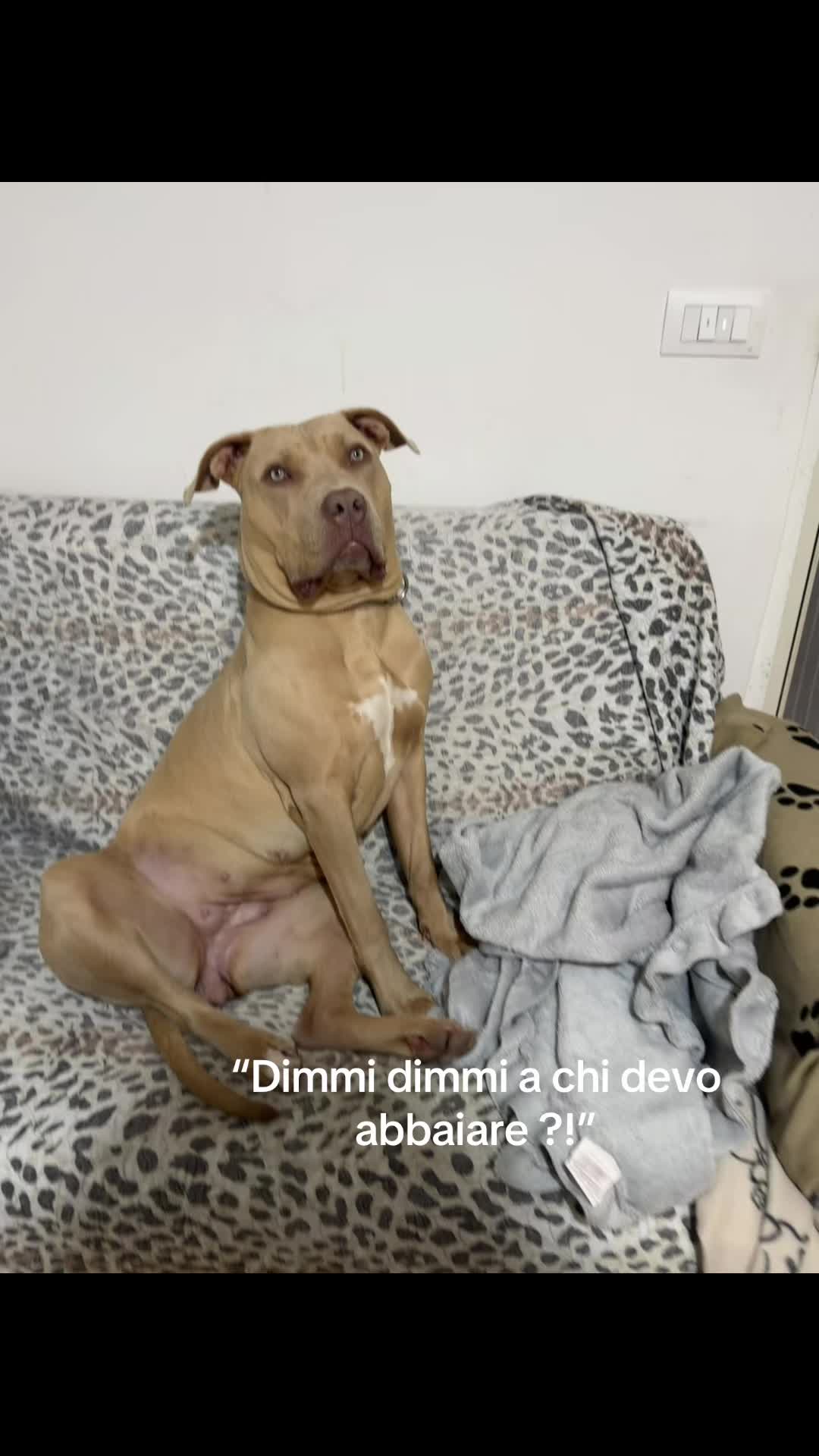 @daria