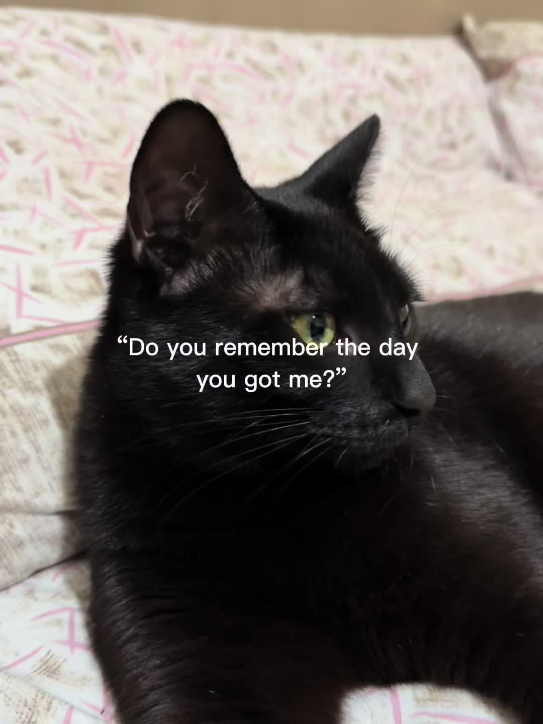 @𝕭𝖆𝖇𝖞 𝕸𝖎𝖈𝖈𝖔𝖑𝖎