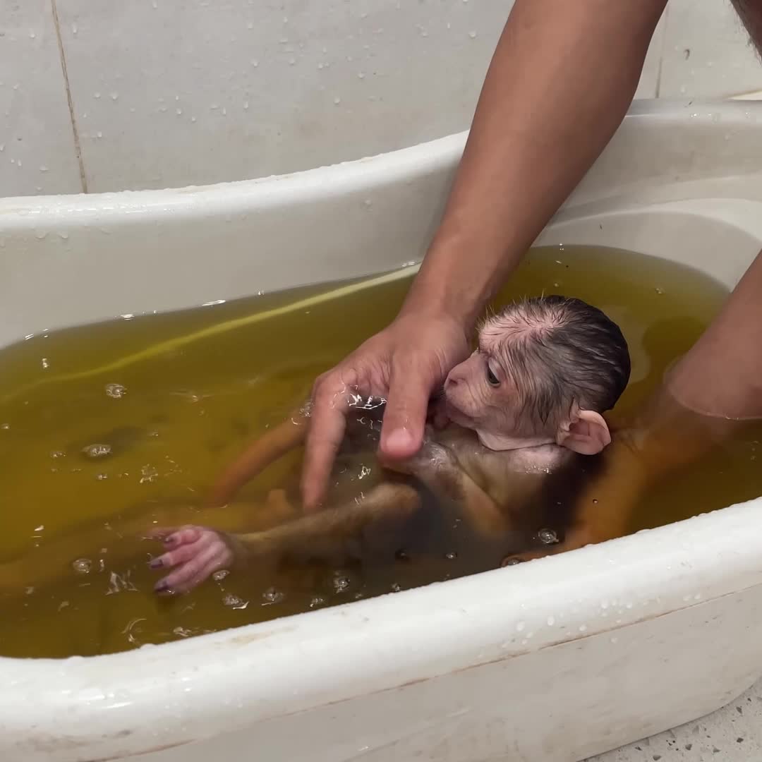 @Monkey TP