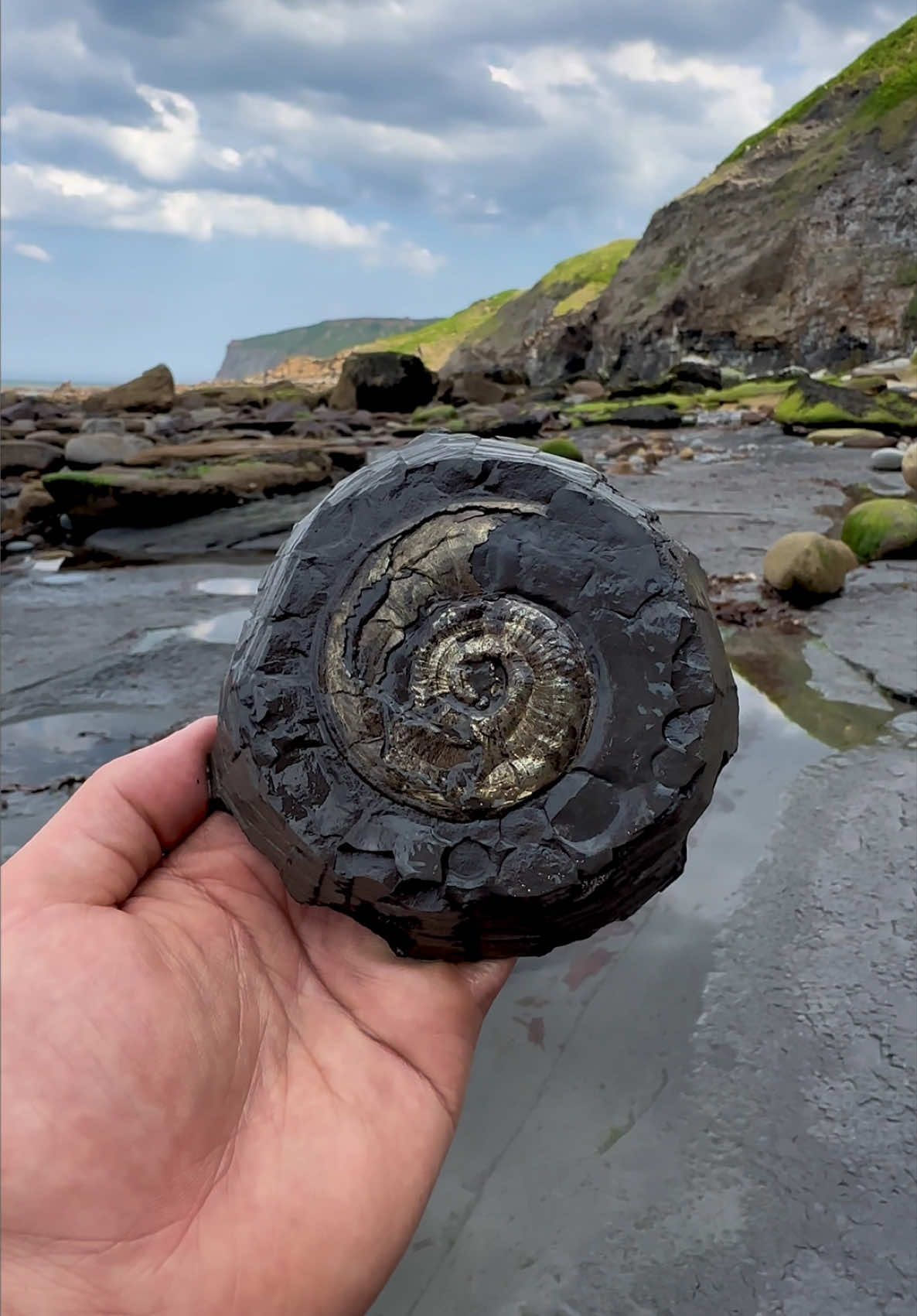 @yorkshire.fossils