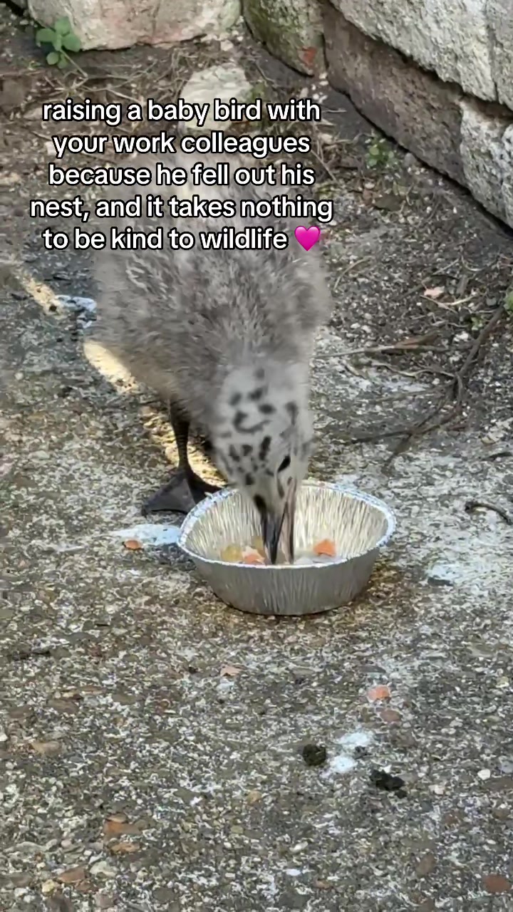 @_thepinkgoat_