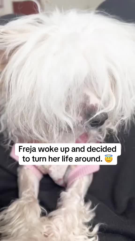 @🇸🇪🌸FrejaThePowderPuff🌸🇸🇪