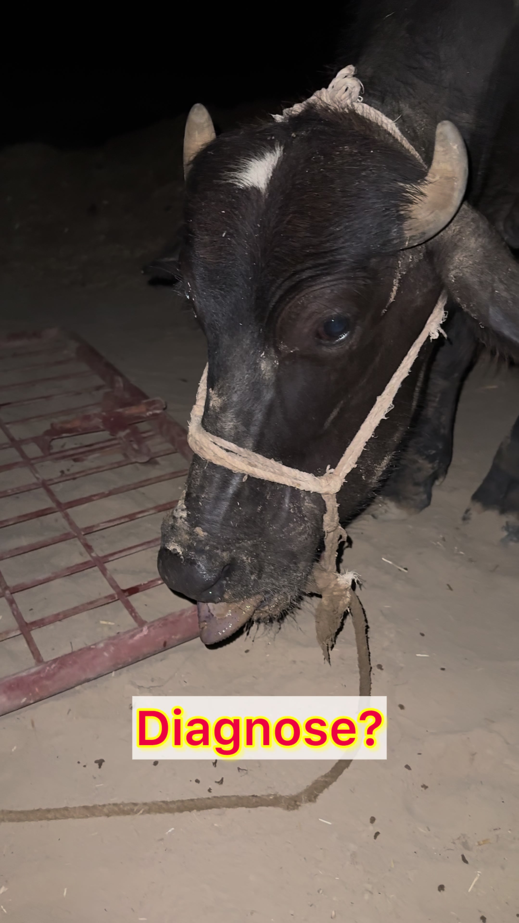 @vet.dr.mohsin4800