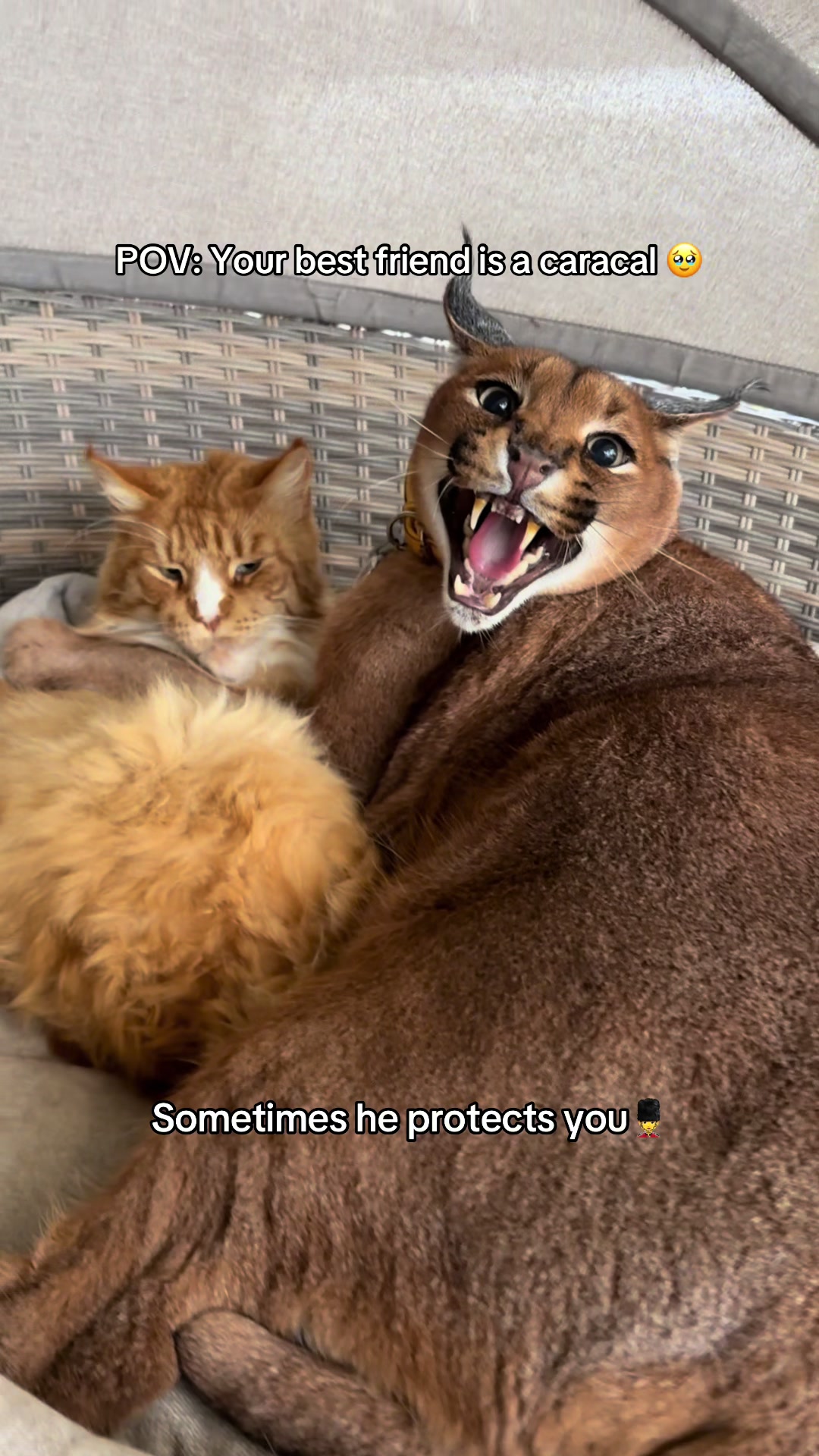@Pumba Caracal