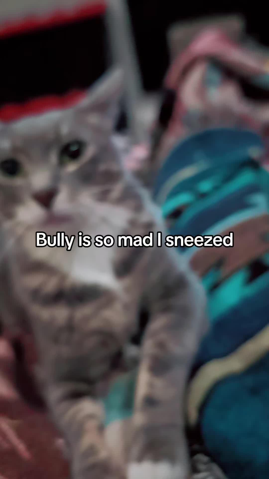 @BuffyTheKittenSpayer
