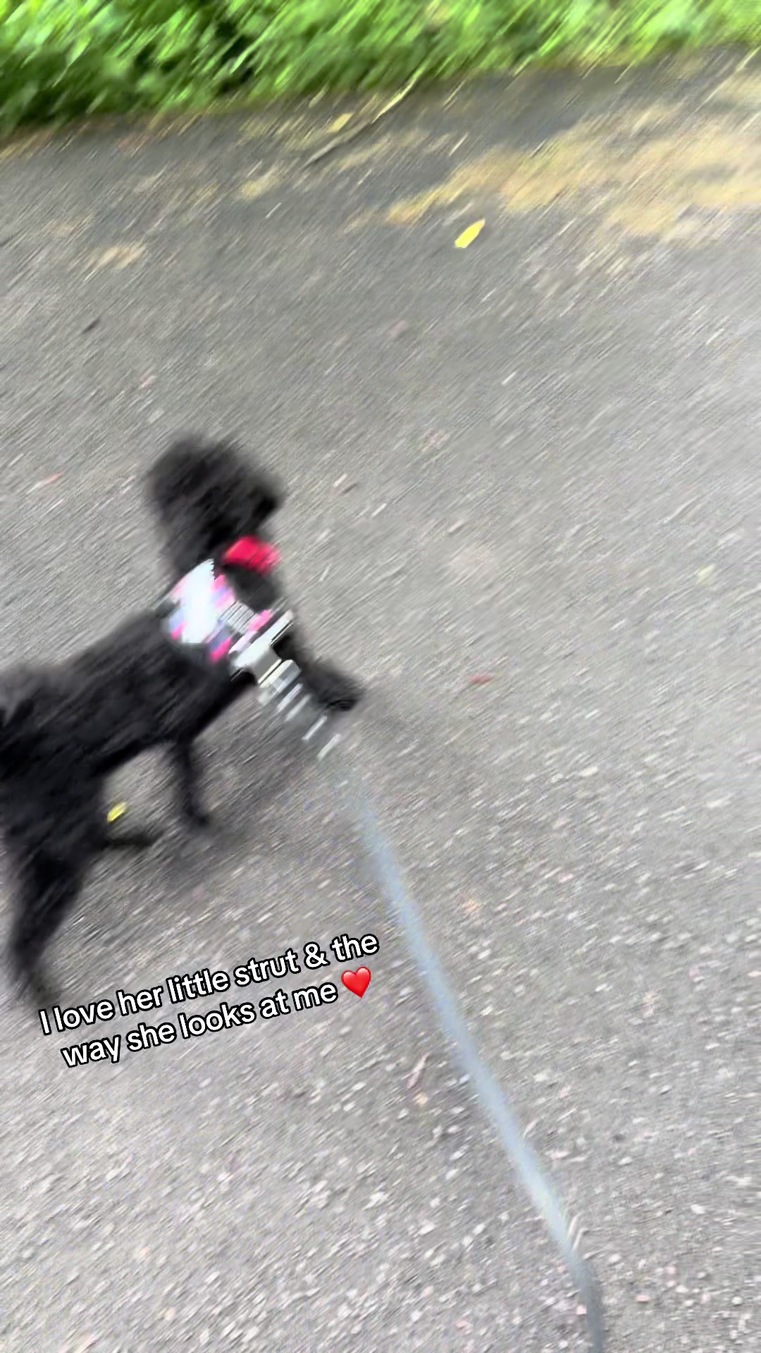 @Remembering RubyRoo ๐ค๐๏ธ