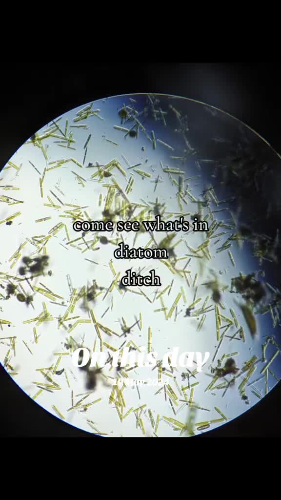 @Smeee❌microscope🏴󠁧󠁢󠁥󠁮󠁧󠁿