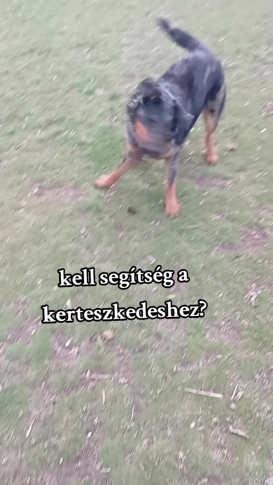@Zelena Katalin :: Ame du Loup
