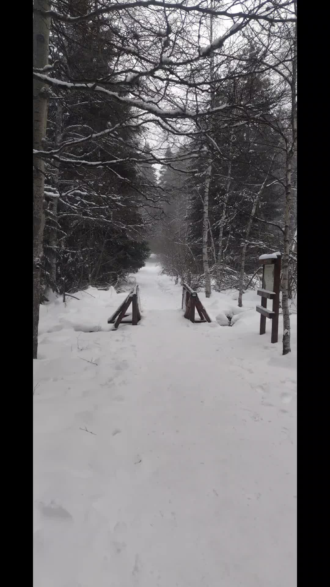 @Русана Цветанова / Творец