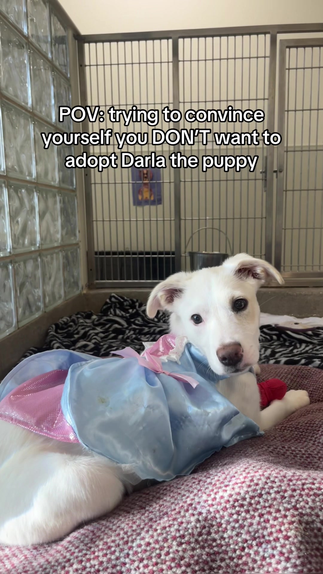@Lynchburg Humane Society
