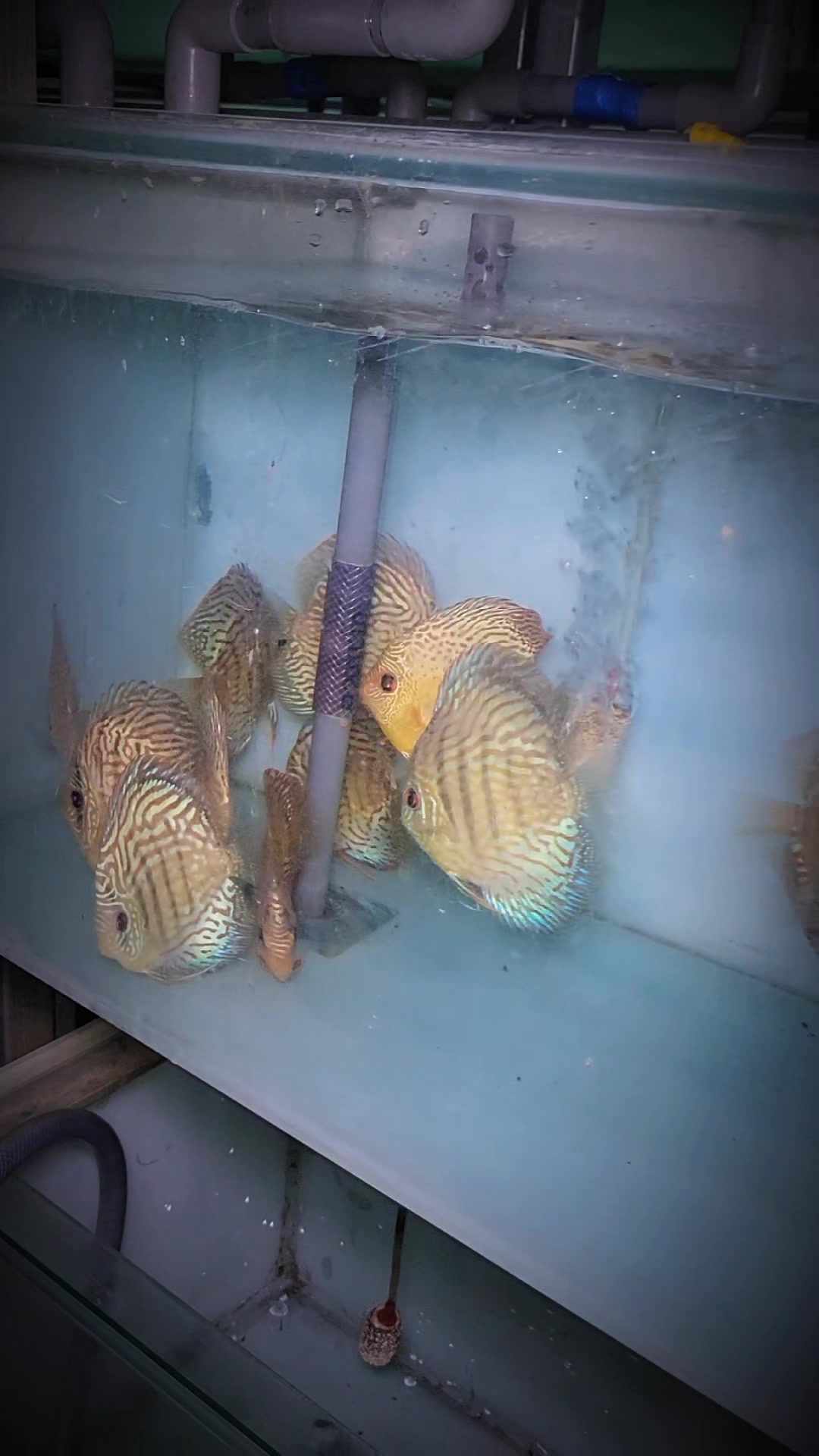 @Discus House Aquarium