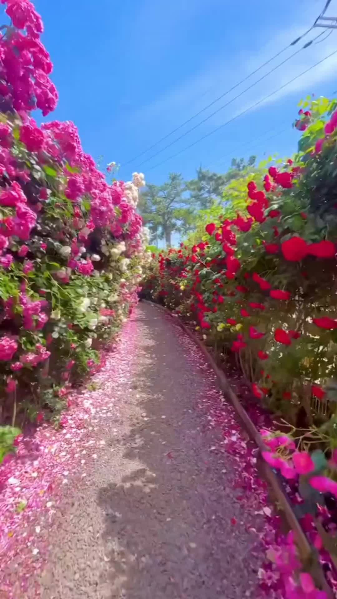 @🍃💞🩵젤리이삐🩵💞🍃