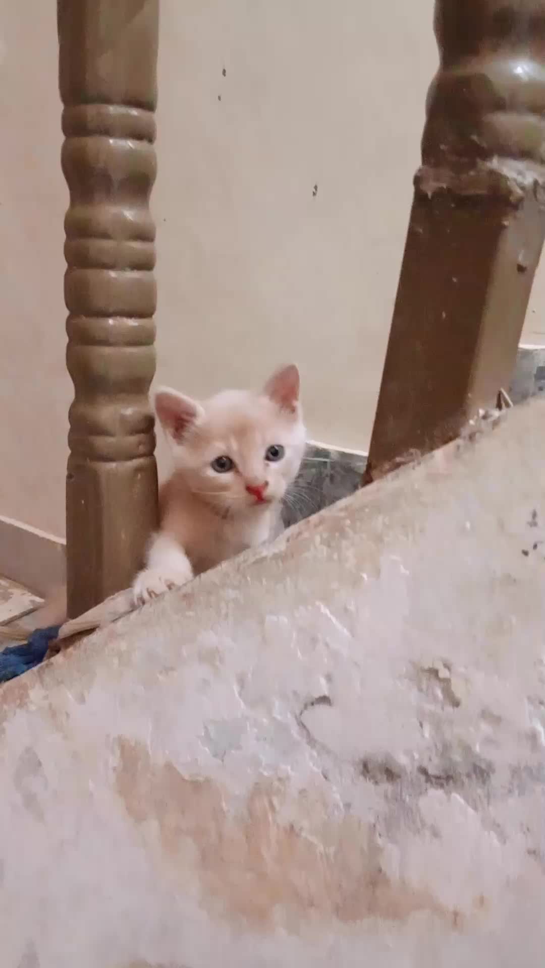 @cutecatlover8172