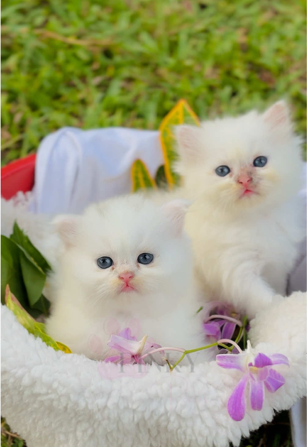 @Pinky Paws