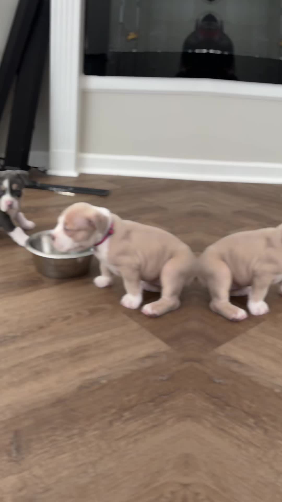 @Carters BullyHub