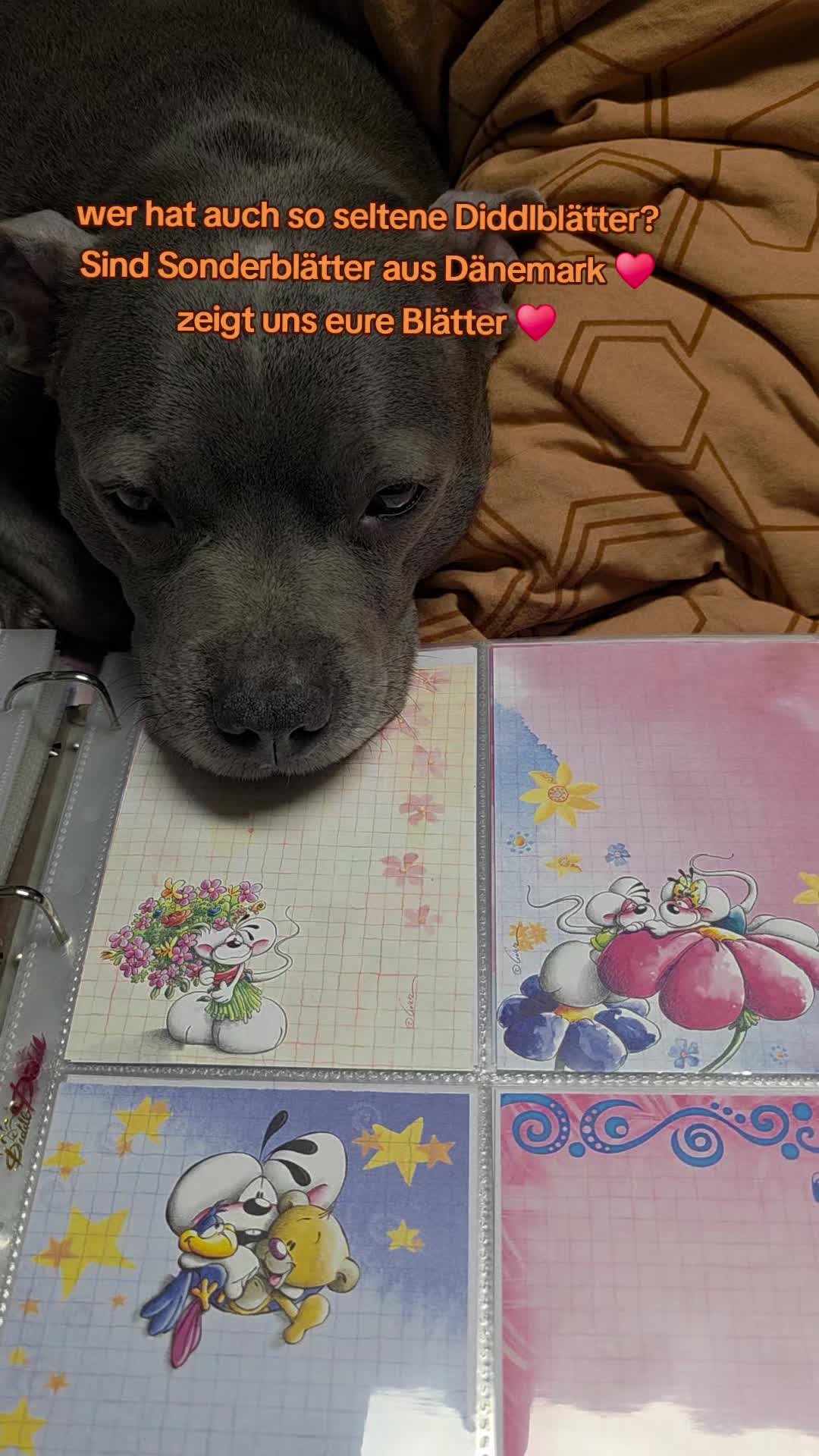 @Zara Alukanija Kiyomi 🐕🐾