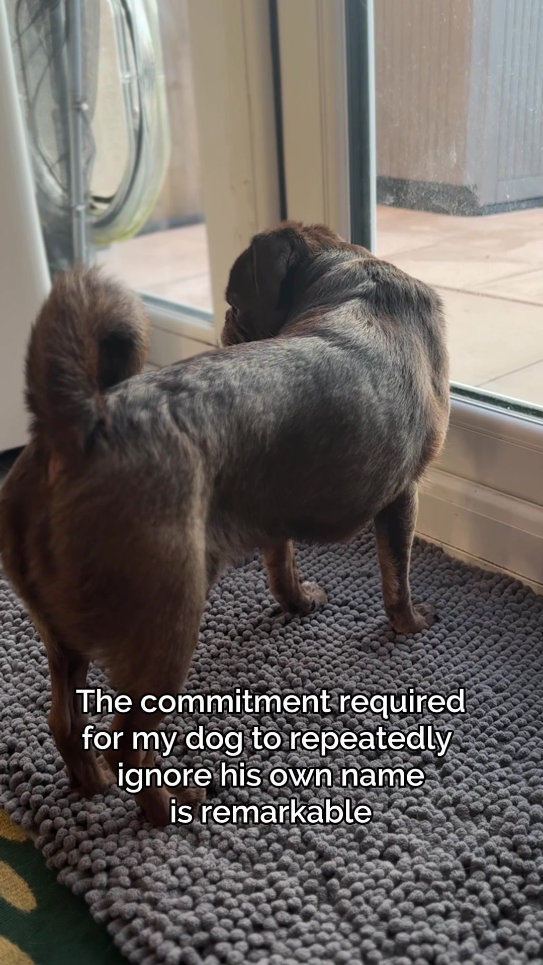 @ChilliThePug