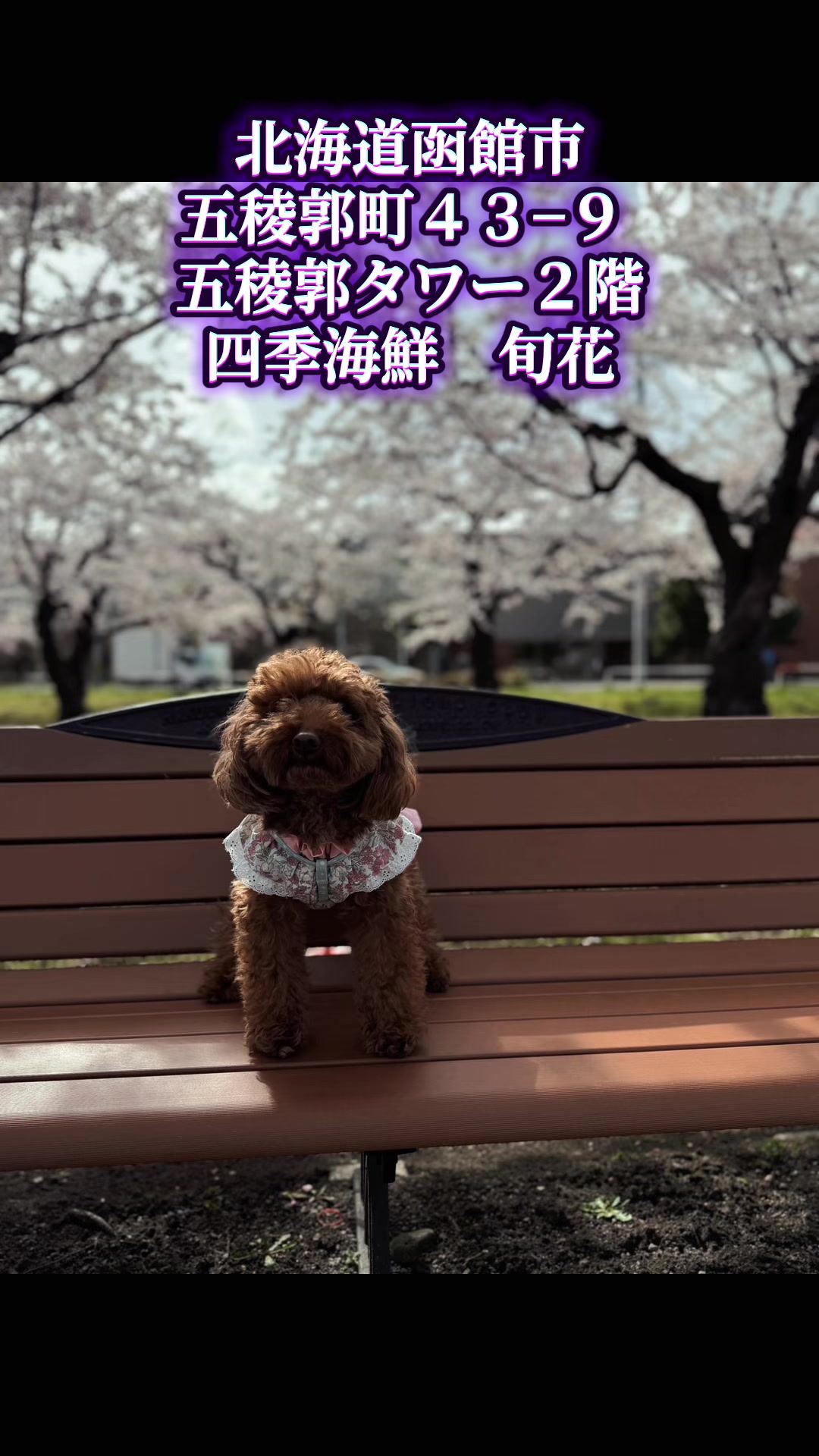@テディきち