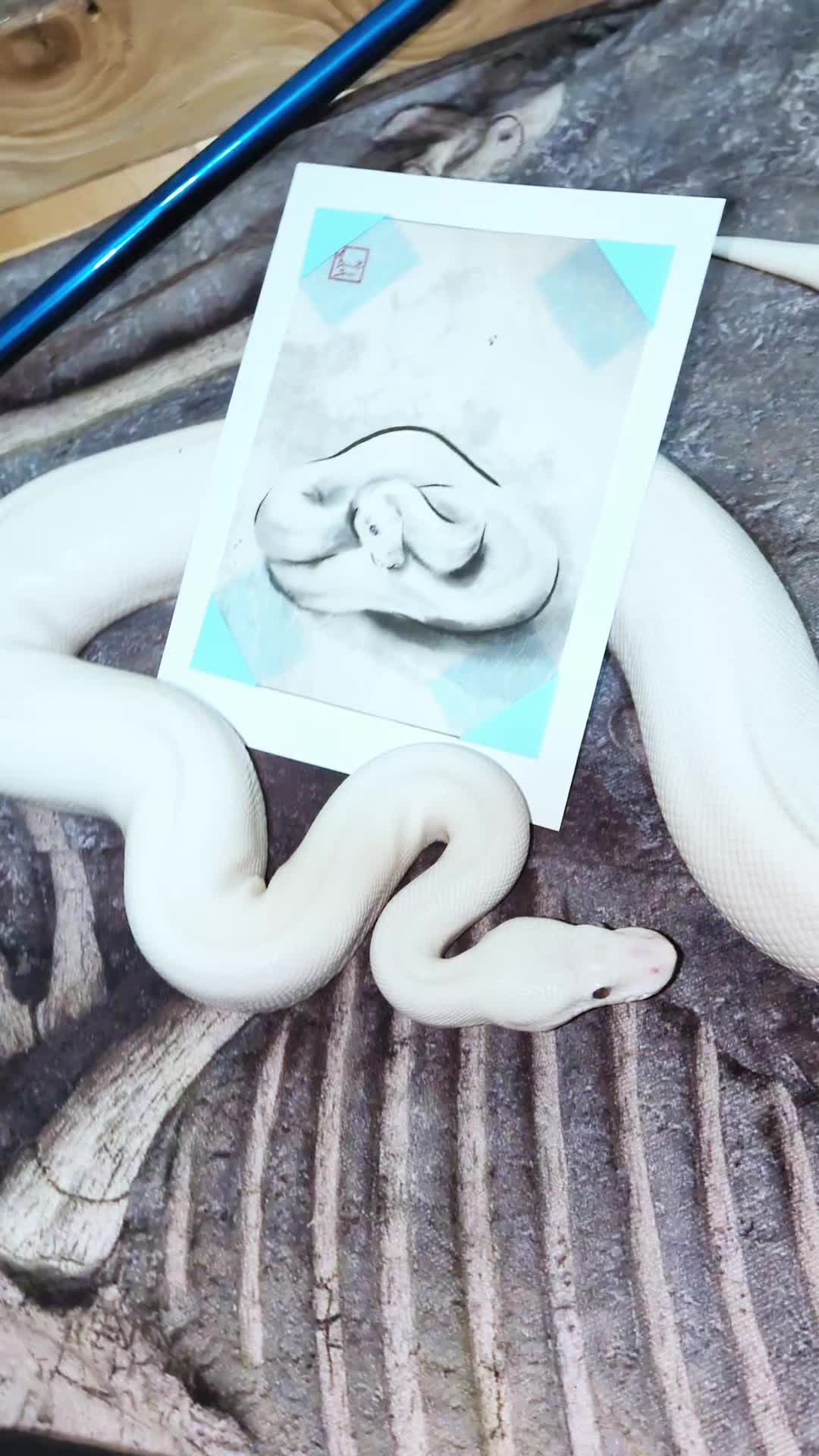 @SnekDice